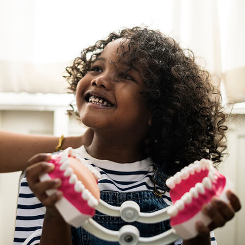 A small girl with curly hair holding  a teeth model while smiling